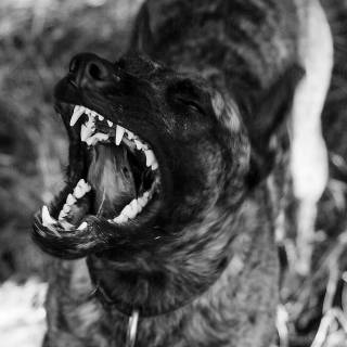 Barking dog wallpaper