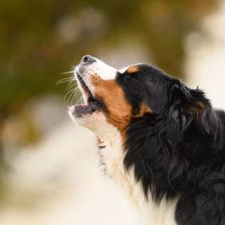 Barking dog wallpaper