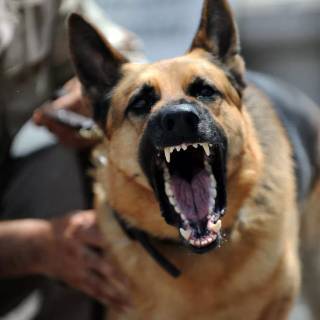 Barking dog wallpaper