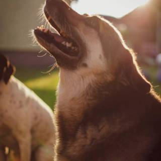 Barking dog wallpaper