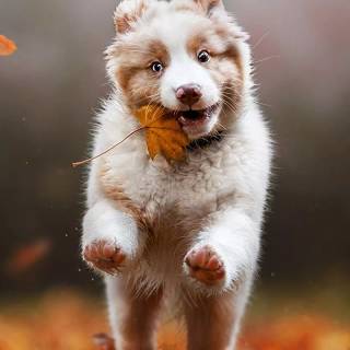 Dog barking wallpaper