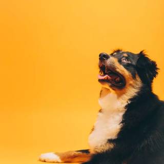 Barking dog wallpaper