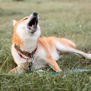 Barking dog wallpaper