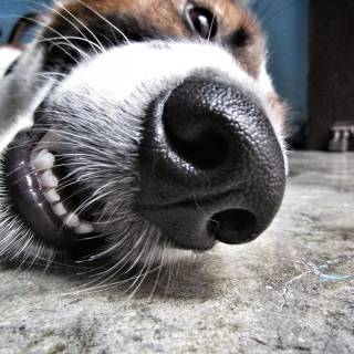 Dog nose wallpaper