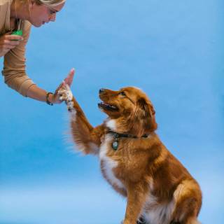 Dogs doing high five wallpaper
