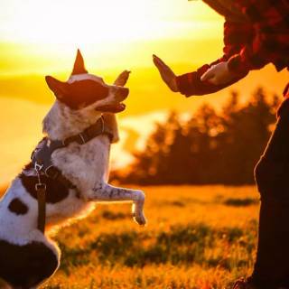 Dogs doing high five wallpaper
