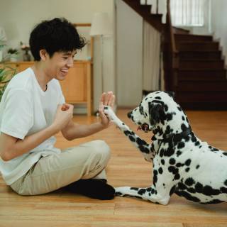 Dogs doing high five wallpaper