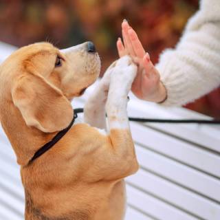 Dogs doing high five wallpaper
