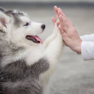 Dogs doing high five wallpaper