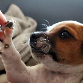 Dogs doing high five wallpaper