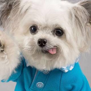 Dogs doing high five wallpaper