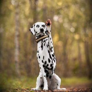 Dogs doing high five wallpaper