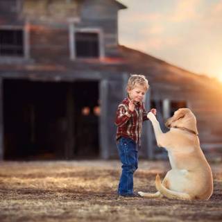 Dogs doing high five wallpaper