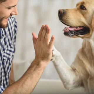 Dogs doing high five wallpaper