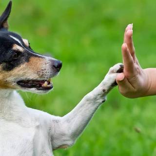 Dogs doing high five wallpaper