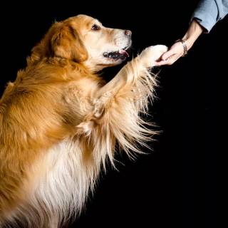 Dogs doing high five wallpaper