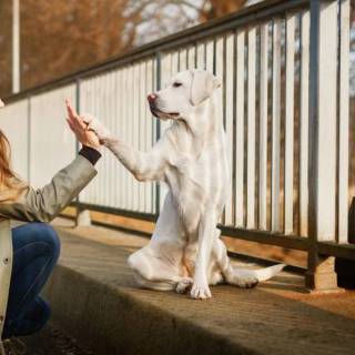 Dogs doing high five wallpaper