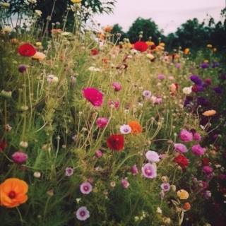 Keep It Wild iPhone wallpaper