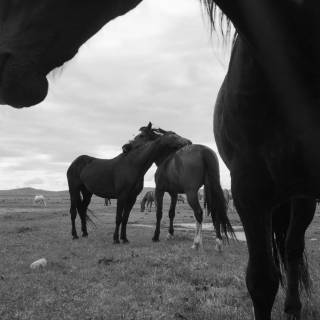 Keep It Wild iPhone wallpaper