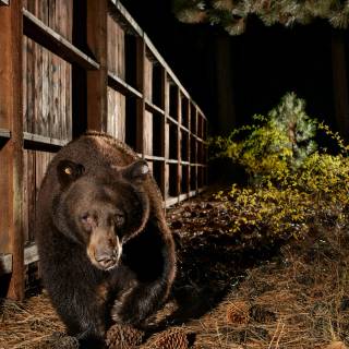 Keep It Wild iPhone wallpaper