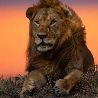 Africa mobile wallpaper