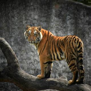 Keep It Wild iPhone wallpaper