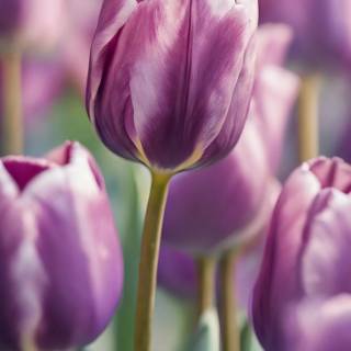 Preppy lavender wallpaper