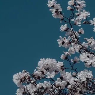 Blue phone aesthetic wallpaper