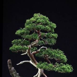 Bonsai iPhone wallpaper