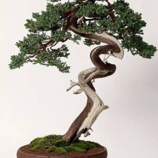 Bonsai iPhone wallpaper