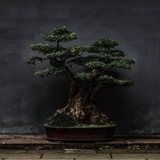 Bonsai iPhone wallpaper