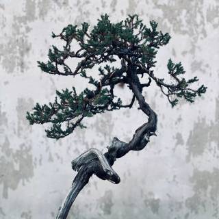 Bonsai iPhone wallpaper
