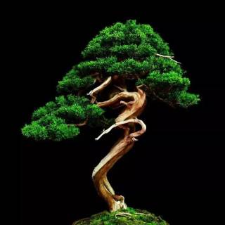 Bonsai iPhone wallpaper