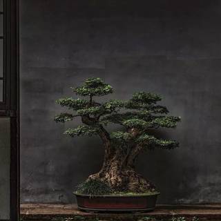 Bonsai iPhone wallpaper