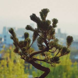 Bonsai iPhone wallpaper