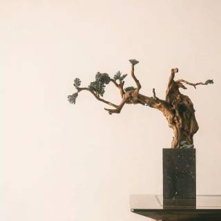 Bonsai iPhone wallpaper