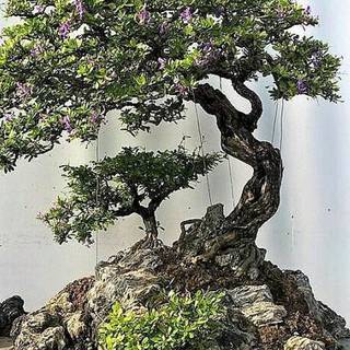 Bonsai iPhone wallpaper