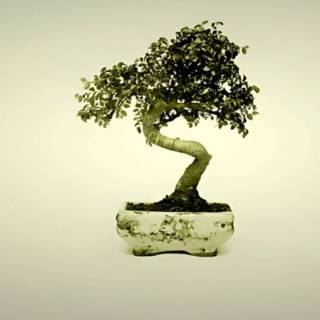 Bonsai iPhone wallpaper
