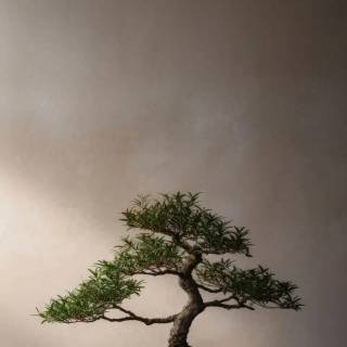Bonsai iPhone wallpaper