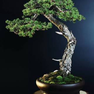 Bonsai iPhone wallpaper