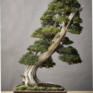 Bonsai iPhone wallpaper