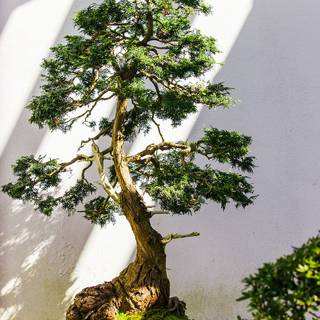 Bonsai iPhone wallpaper