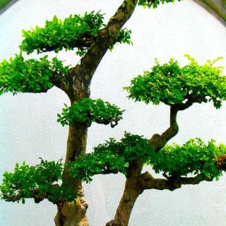 Bonsai iPhone wallpaper