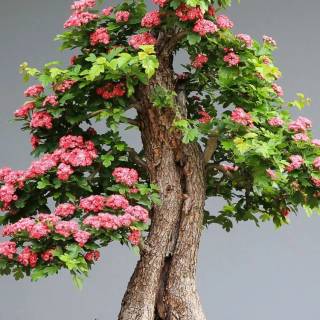 Bonsai iPhone wallpaper