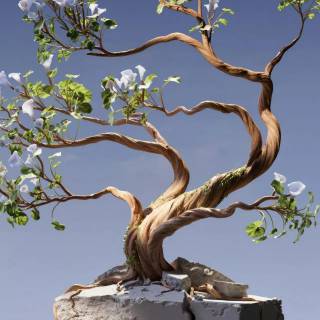 Bonsai iPhone wallpaper