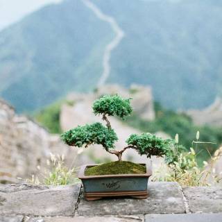 Bonsai iPhone wallpaper