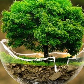 Bonsai iPhone wallpaper