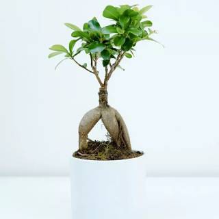 Bonsai iPhone wallpaper