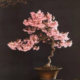 Bonsai iPhone wallpaper