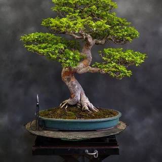 Bonsai iPhone wallpaper